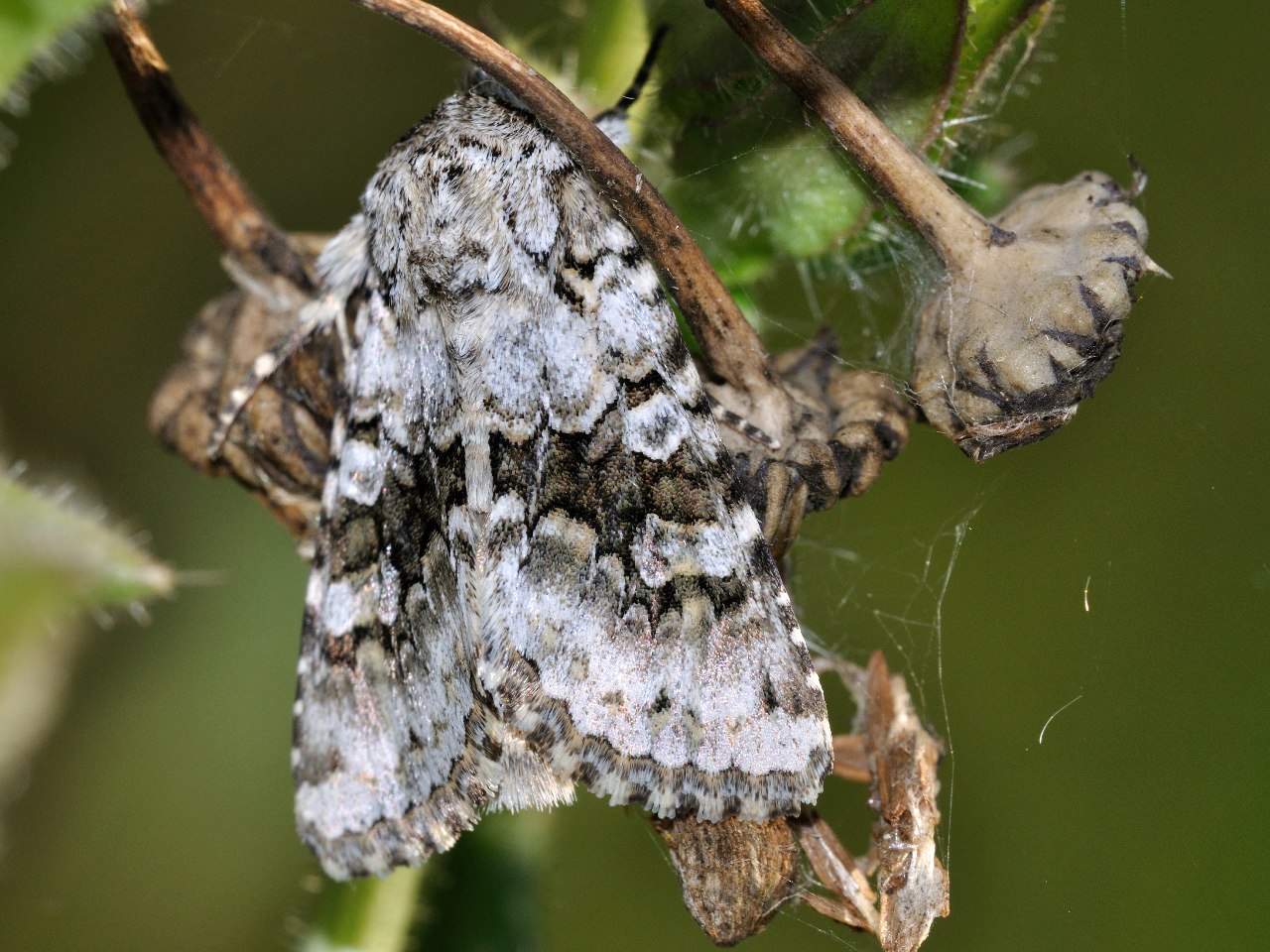 ID falena 2 - Hecatera bicolorata